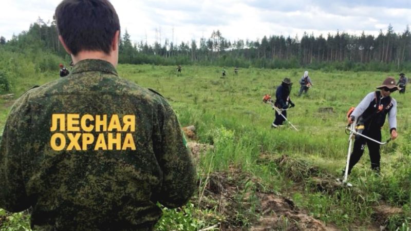 В Подмосковье начали лесоводственный уход за лесными культурами