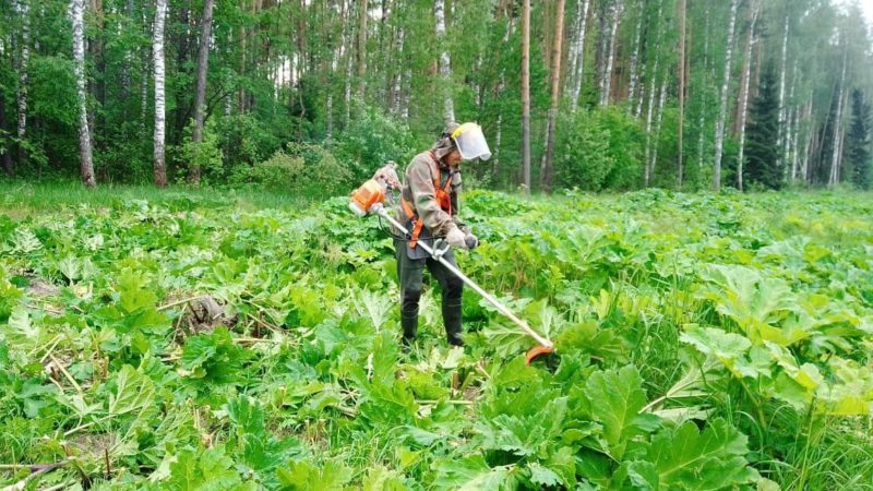 В Подмосковье начался второй этап обработки лесов от борщевика Сосновского