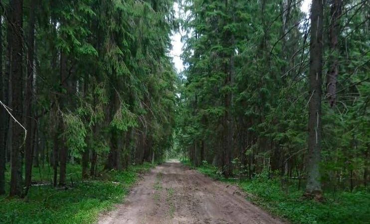 Обустройство лесных дорог в Подмосковье идет с опережением календарного плана