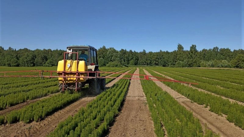 В лесных питомниках Подмосковья продолжают заботиться о сеянцах