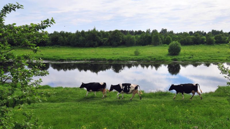 Жителям Рузского городского округа – о выставке племенных сельскохозяйственных животных «Звезды Подмосковья-2023»