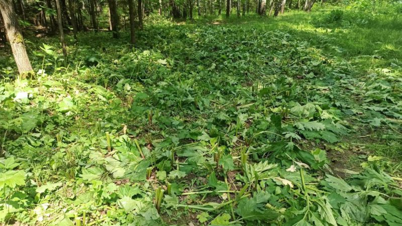 Второй этап борьбы с борщевиком Сосновского в подмосковных лесах проведен на 60%