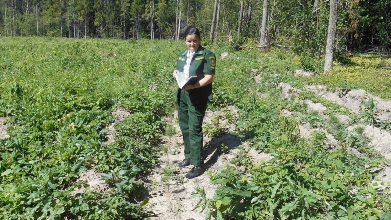 Техническая приемка – первый этап в системе контроля молодого леса