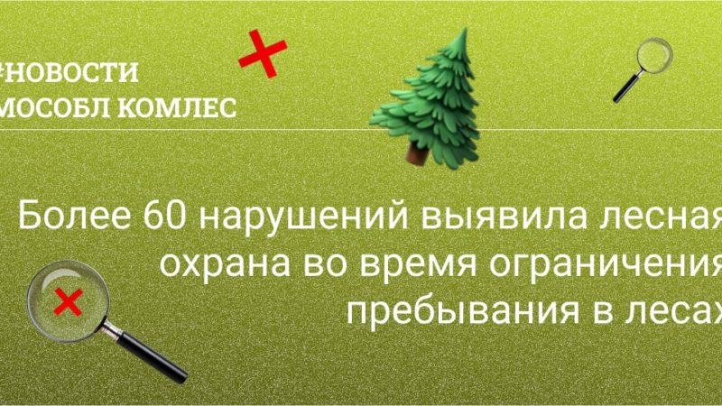 Более 60 нарушений выявила лесная охрана во время ограничения пребывания в лесах