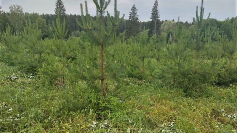 В подмосковных лесах ведется уход за молодняками