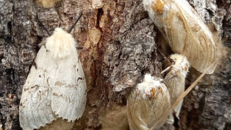 В Подмосковье начали восстанавливаться деревья после нашествия шелкопряда