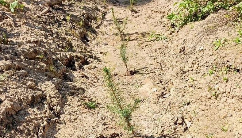 Агротехнический уход в лесах Подмосковья выполнен на 85%