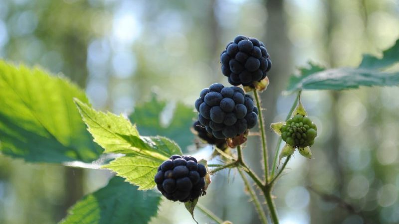 В Подмосковье заплодоносила лесная ежевика