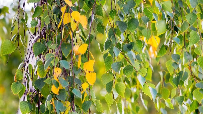 В Подмосковье появились первые феноиндикаторы осени