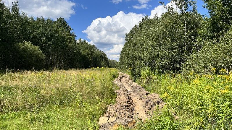 В подмосковных лесах завершены работы по устройству противопожарных минполос