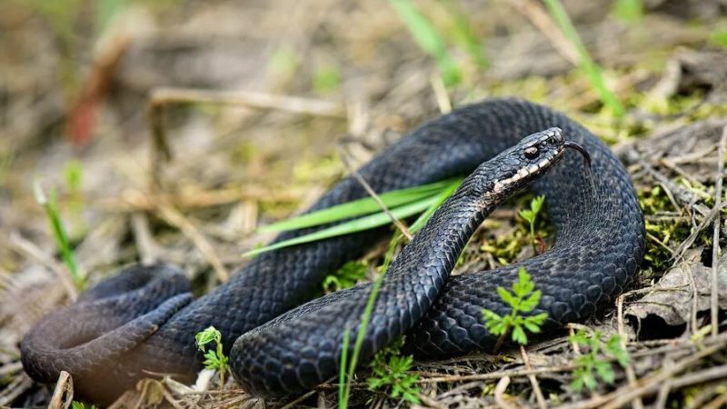 Ружане, будьте осторожны: в подмосковных лесах началась миграция гадюк