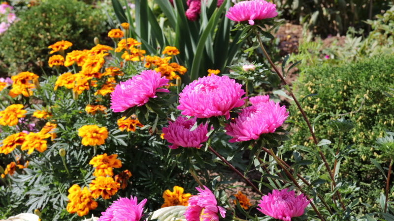 Дарят людям радость