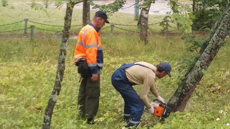 В Рузском округе убирают аварийные деревья