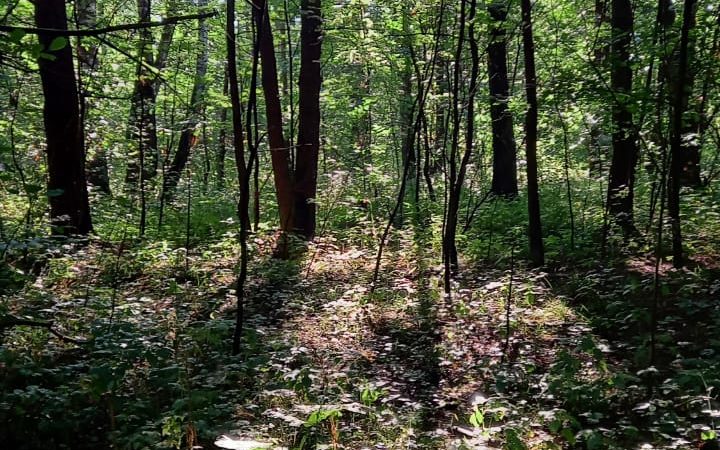 Летний грибной сезон — всё!