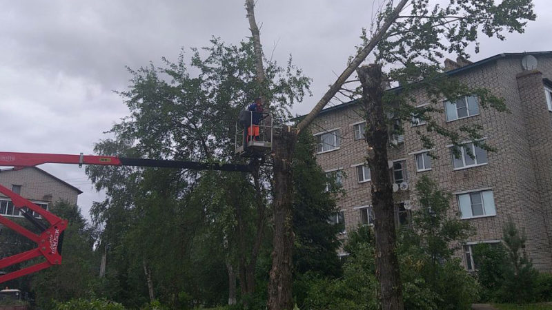 В Рузском округе кронируют деревья