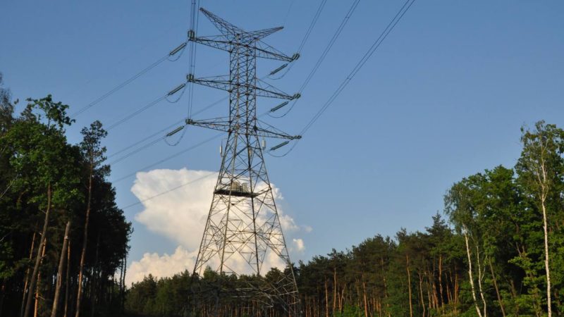 В Подмосковье упрощён порядок для формирования лесных участков под линейные объекты