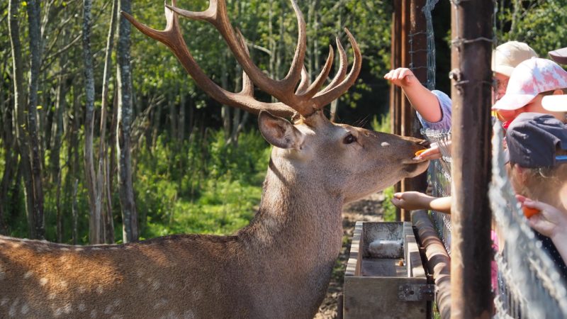 Воспитанники клуба «Каникулы в Молодежке» полюбовались на диких животных