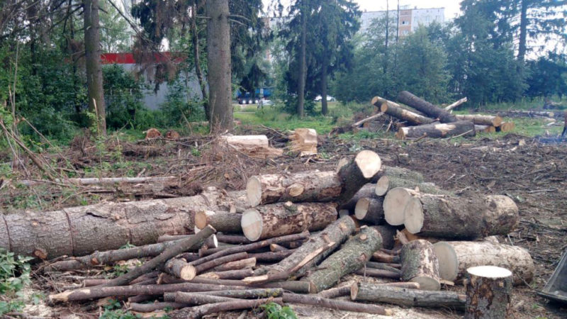 В Рузском округе убирают сухостой