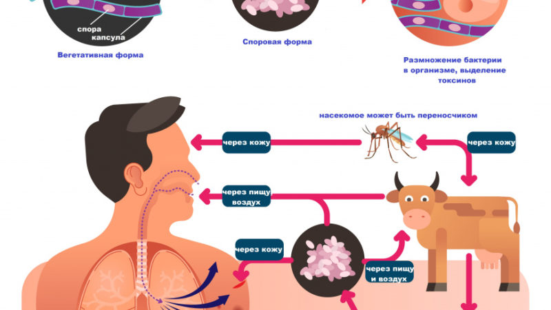 Сибирская язва механизм передачи. Сибирская язва возбудитель источник инфекции. Передача сибирской язвы. Сибирская язва источник инфекции пути передачи. Сибирская язва механизм передачи инфекции.