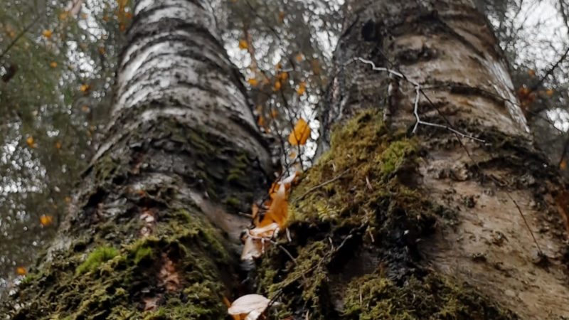 Ружане, отправляйтесь в лес с заряженным смартфоном и запасом воды