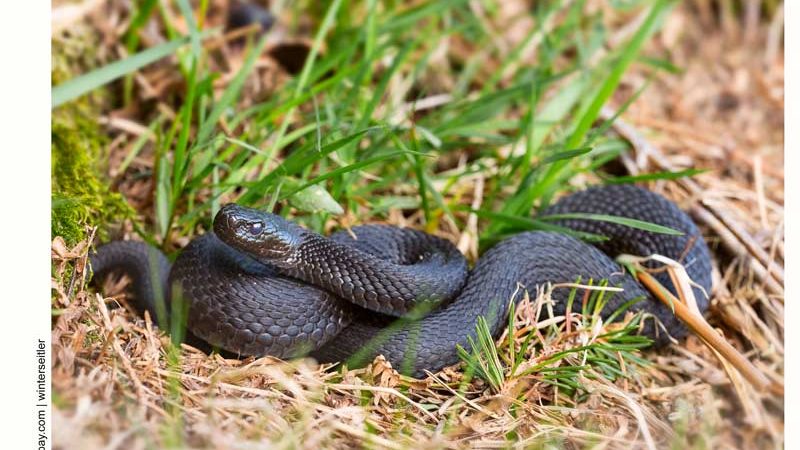 Змеи снова развили активность в подмосковных лесах