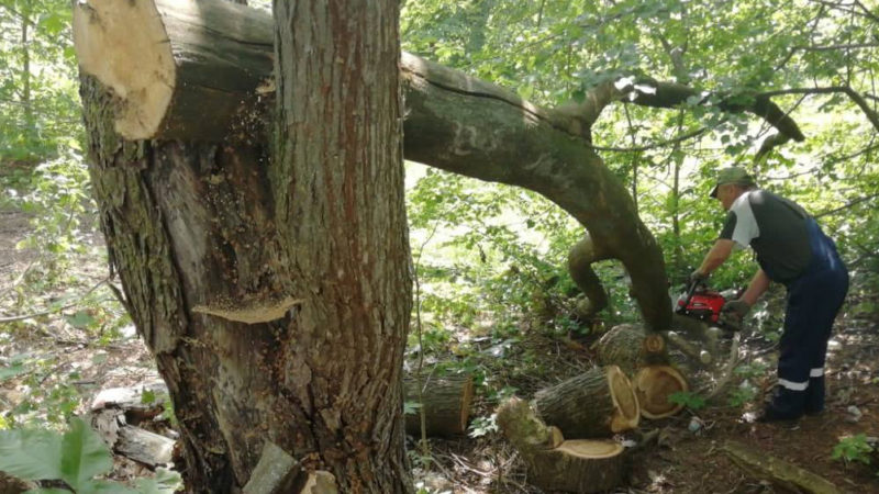 В Рузском округе убирают порубочные остатки