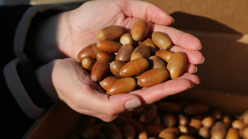 В Подмосковье начался сбор желудей