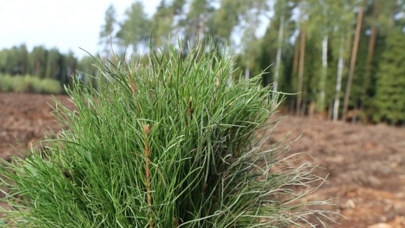 Для лесных площадок акции «Наш лес. Посади свое дерево» подготовили саженцы