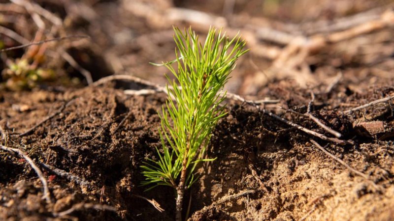 В подмосковных лесах завершаются работы по искусственному лесовосстановлению