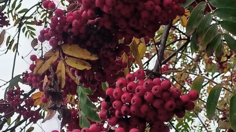 Осень в городе глазами пенсионеров