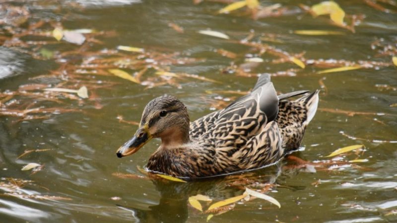 Водоплавающие птицы скоро улетят из Подмосковья в теплые края