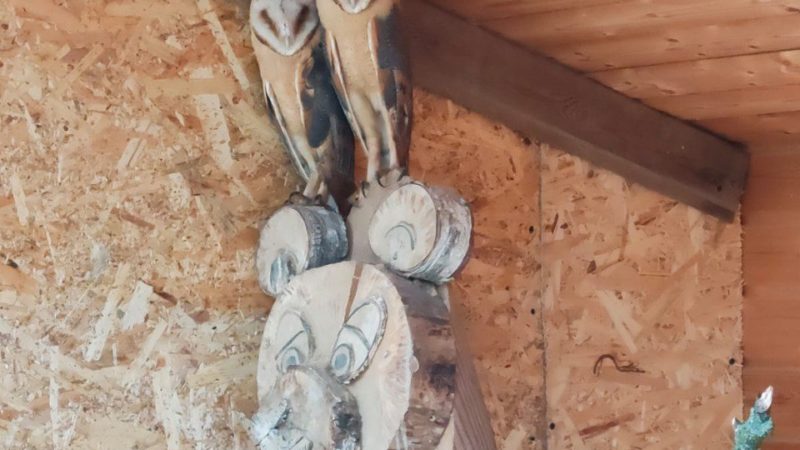 Ружан приглашают полюбоваться на сов-сипух