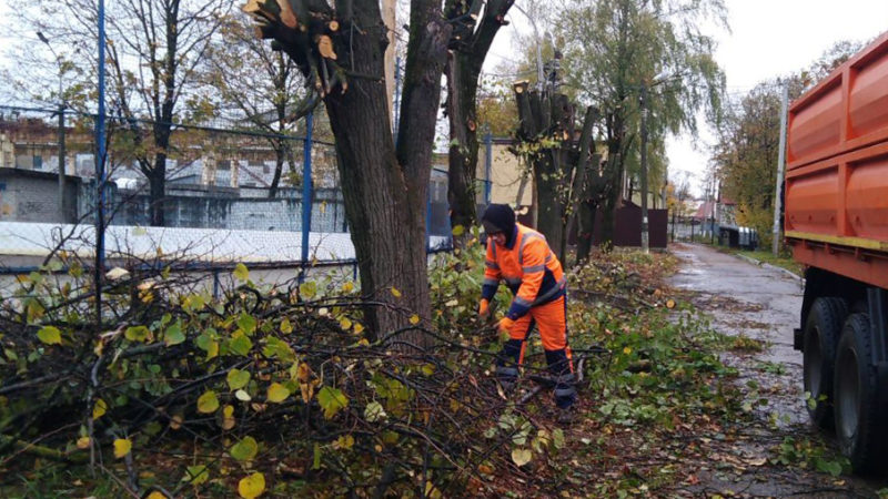 В Рузском округе проводится опиловка деревьев и кустарников