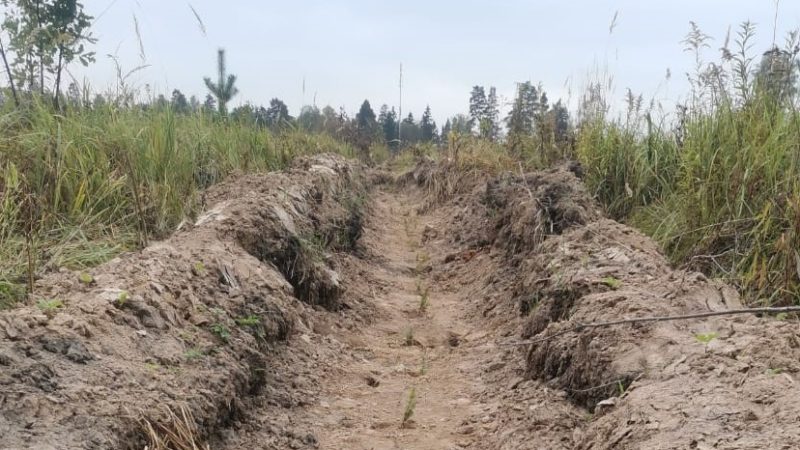 «Россети» проводят мероприятия по восстановлению леса в подмосковных лесничествах