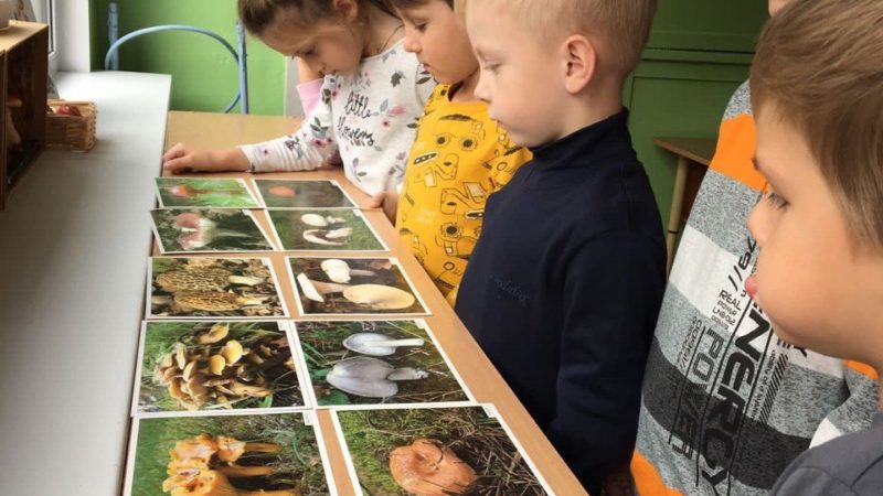 Беляногорским детсадовцам — о грибах и фруктах