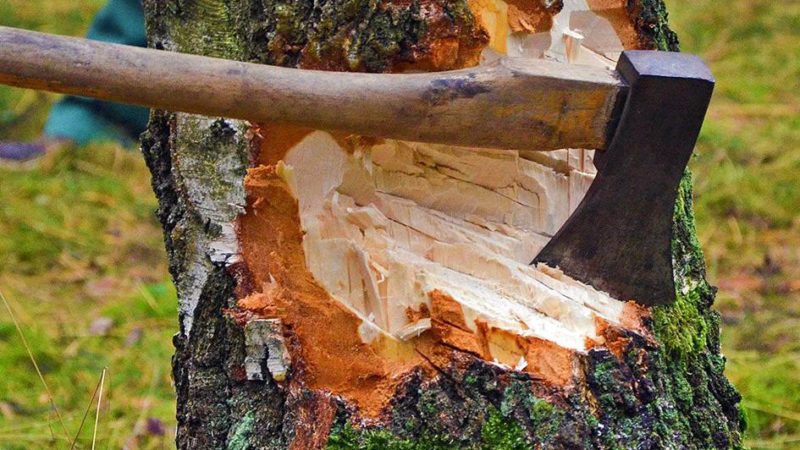 С начала года в Подмосковье возбуждено 37 уголовных дел за незаконную рубку