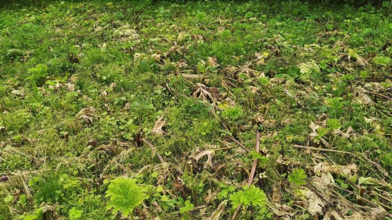 В подмосковных лесах завершены работы по скашиванию борщевика Сосновского