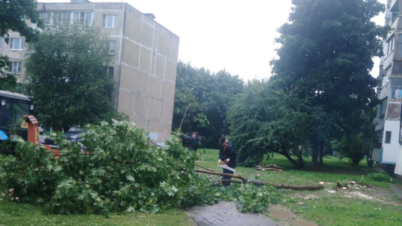В Рузском округе кронируют деревья