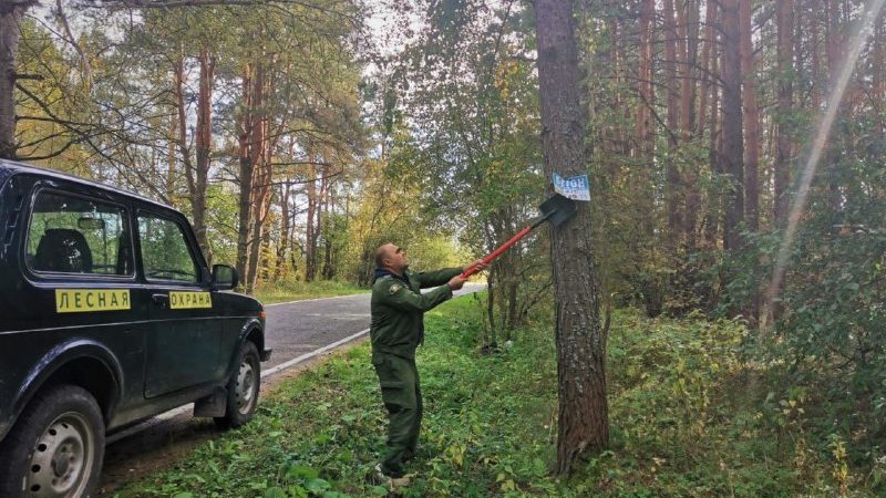 Более 5 тысяч незаконных рекламных конструкций снято с деревьев в Подмосковье
