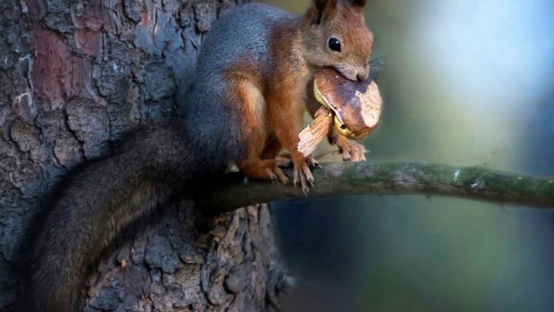 Не беспокойте белок в лесу, они вовсю готовятся к зиме!