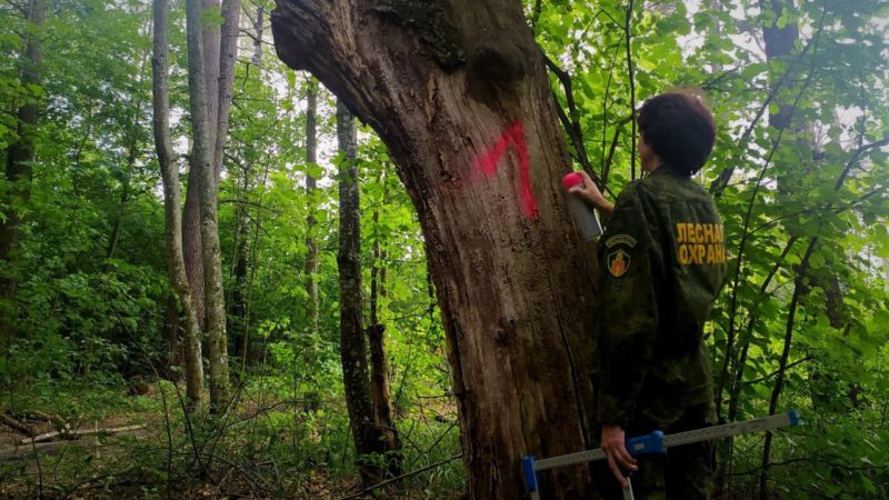 Более 240 аварийных деревьев убрали за сентябрь в лесах Подмосковья