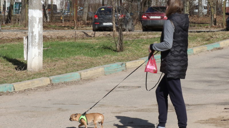 Ружане, регистрируйте своих собак!