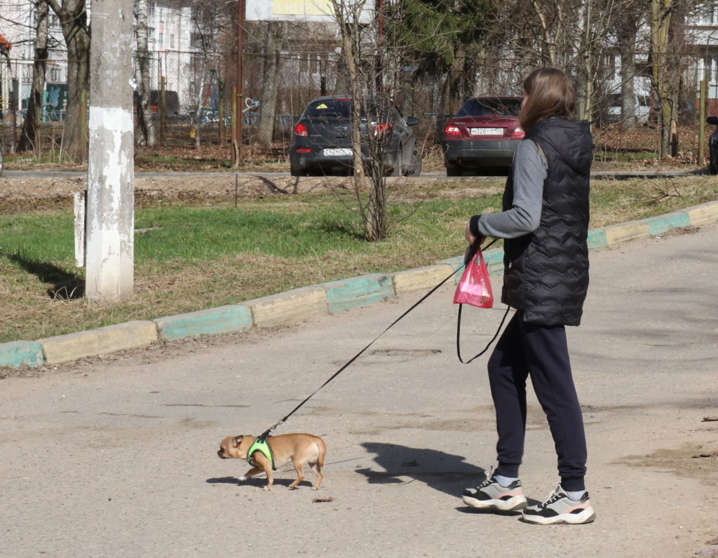 Ружане, регистрируйте своих собак! - РузаРИА - Новости Рузского городского  округа. Фото и видео