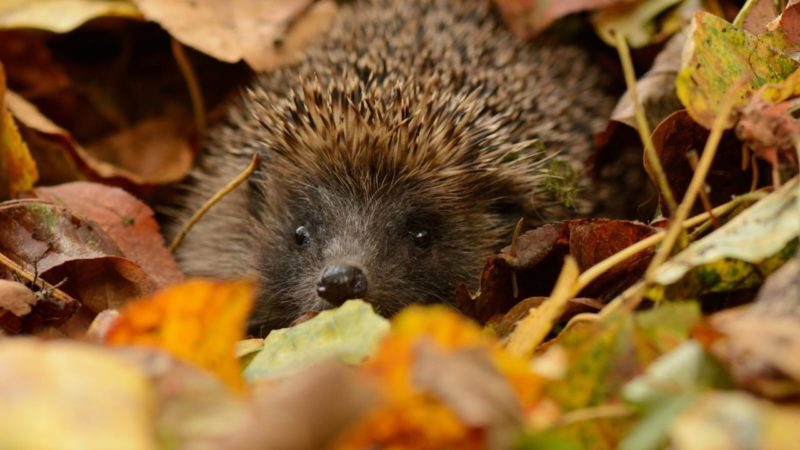 Ружанам — о зимовке ежей