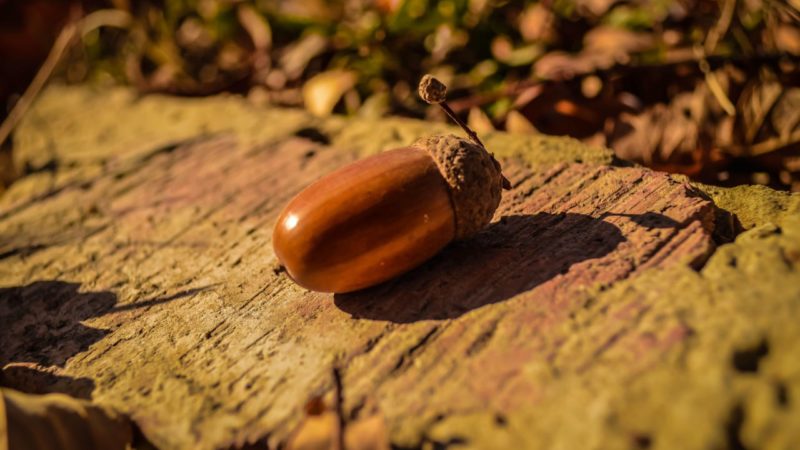 В Подмосковье собрали более 1700 килограмм лесосеменного сырья