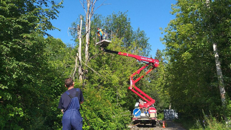 В Рузском округе убирают сухостой