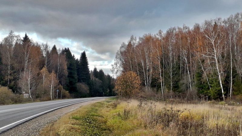 В Подмосковье продолжаются работы по очистке леса вдоль дорог