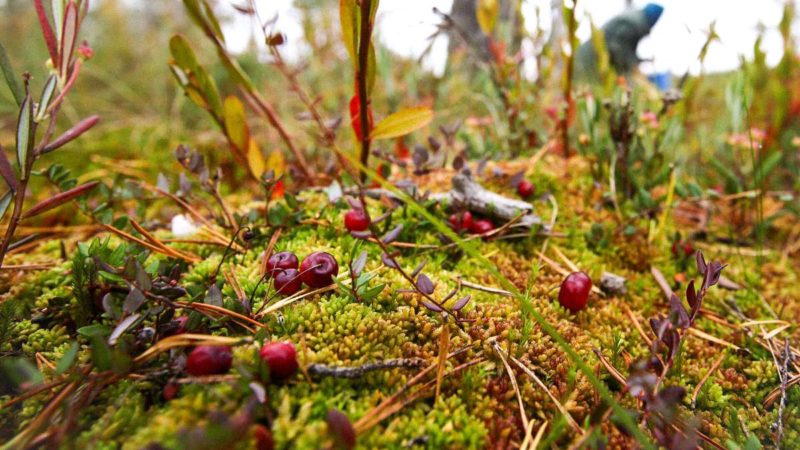 Последняя ягода уходящего года