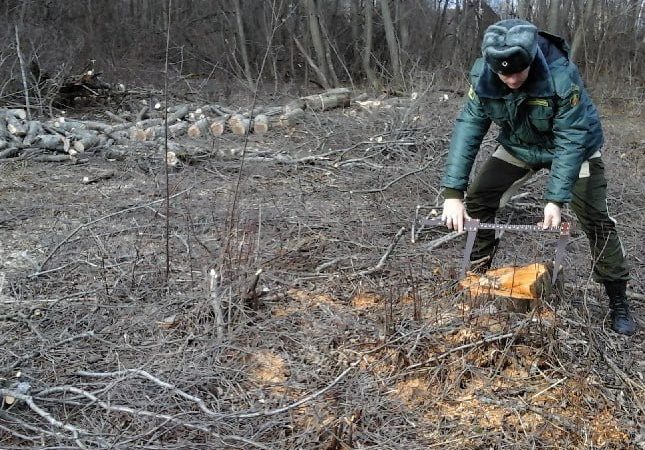 Более 150 случаев незаконной рубки лесных насаждений зафиксировано в Подмосковье с начала года