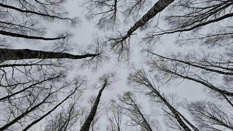 В Рузском округе поставлены на кадастр рекреационные зоны «Вейна», «Косино» и «Лидино»